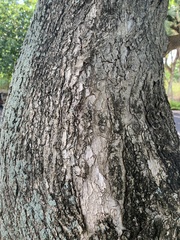 Cordia subcordata