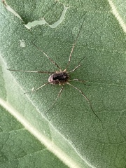 Odiellus spinosus