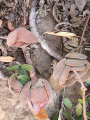Crassula swaziensis
