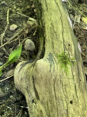 Xylaria polymorpha