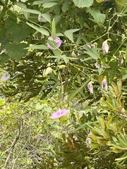 Centrosema virginianum