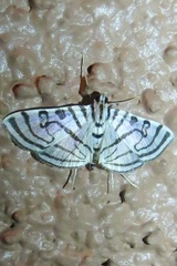 Conchylodes ovulalis