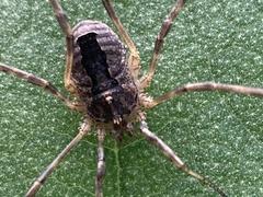 Odiellus spinosus
