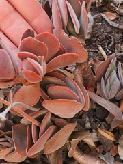 Crassula swaziensis
