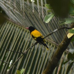 Oriolus xanthornus