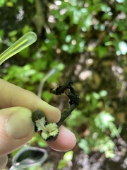 Xylaria polymorpha