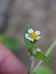 Galinsoga quadriradiata