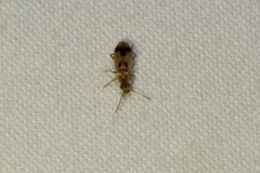 Notoxus desertus