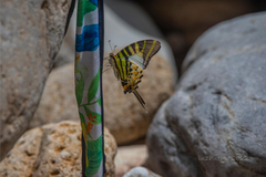 Graphium antiphates