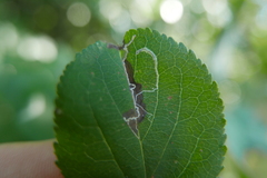 Lyonetia clerkella