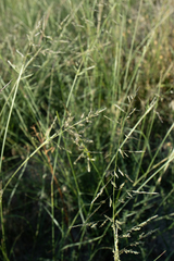 Sporobolus cryptandrus