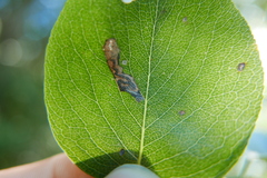 Stigmella pyri