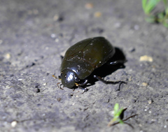 Hydrophilus