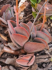 Crassula swaziensis