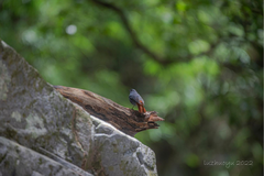 Phoenicurus fuliginosus