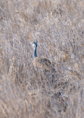 Eupodotis senegalensis