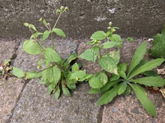 Galinsoga quadriradiata