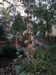 Alcea rosea