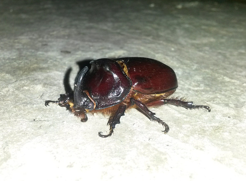 European Rhinoceros Beetle