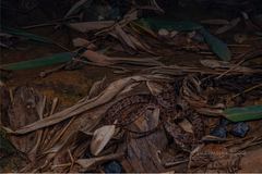 Protobothrops mucrosquamatus