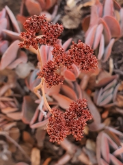 Crassula swaziensis