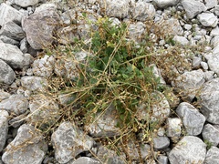 Raphanus raphanistrum landra