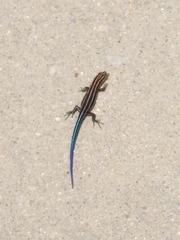 Plestiodon fasciatus