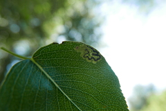 Stigmella oxyacanthella