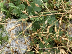 Raphanus raphanistrum landra