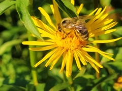 Pentanema salicinum