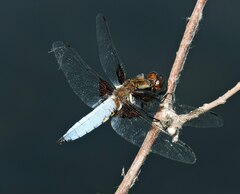 Libellula depressa