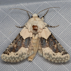 Triocnemis saporis