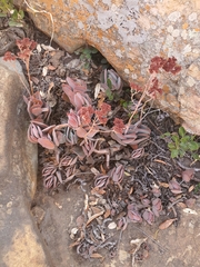 Crassula swaziensis