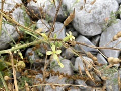 Raphanus raphanistrum landra