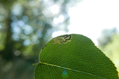 Stigmella oxyacanthella