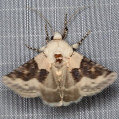 Triocnemis saporis
