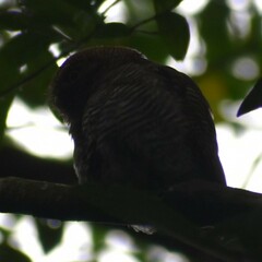 Glaucidium radiatum