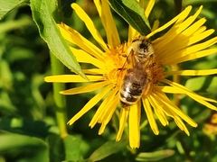 Pentanema salicinum