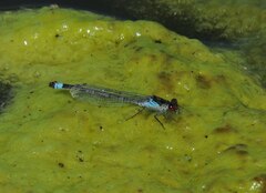 Erythromma najas