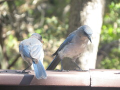 Aphelocoma wollweberi