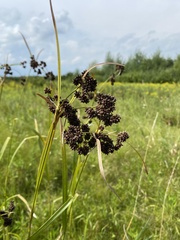 Scirpus