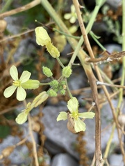 Raphanus raphanistrum landra