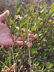 Ancylobothrys capensis