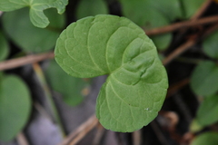 Viola palustris