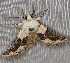 Triocnemis saporis