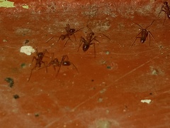 Anoplolepis gracilipes