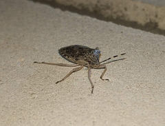 Rhaphigaster nebulosa