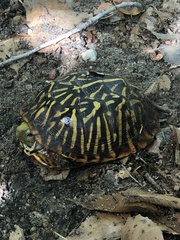 Terrapene ornata