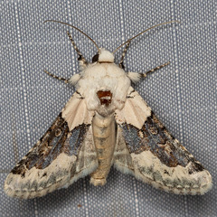 Triocnemis saporis