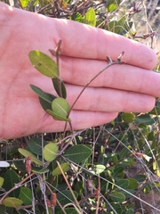 Ancylobothrys capensis